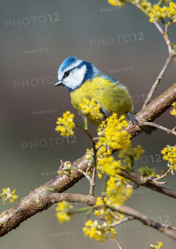 Blue tit, parus caeruleus, birds, spring, high size, portrait format, tits, passeri, songbirds, song birds, jump, tits, birds