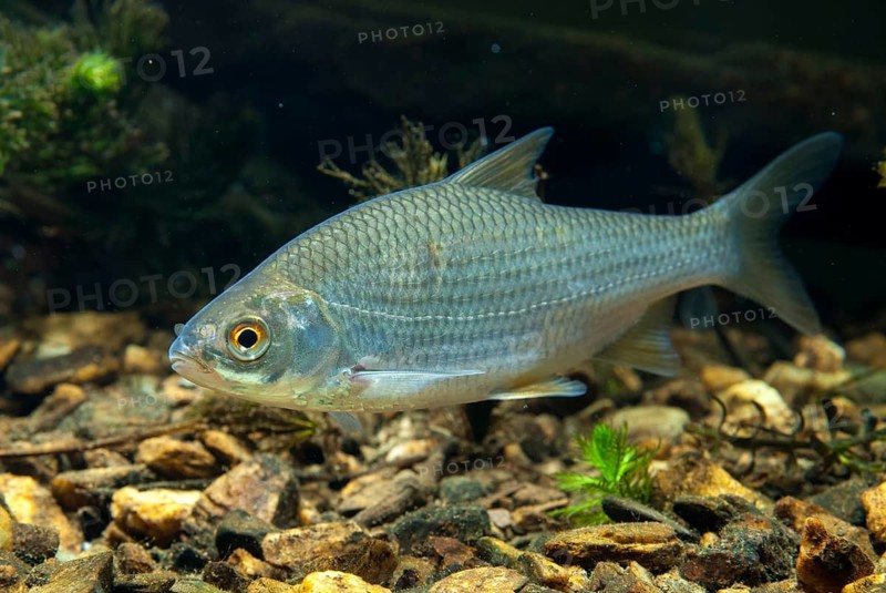 Roach, rutilus rutilus, swan, feather, fish, fishes, pisces