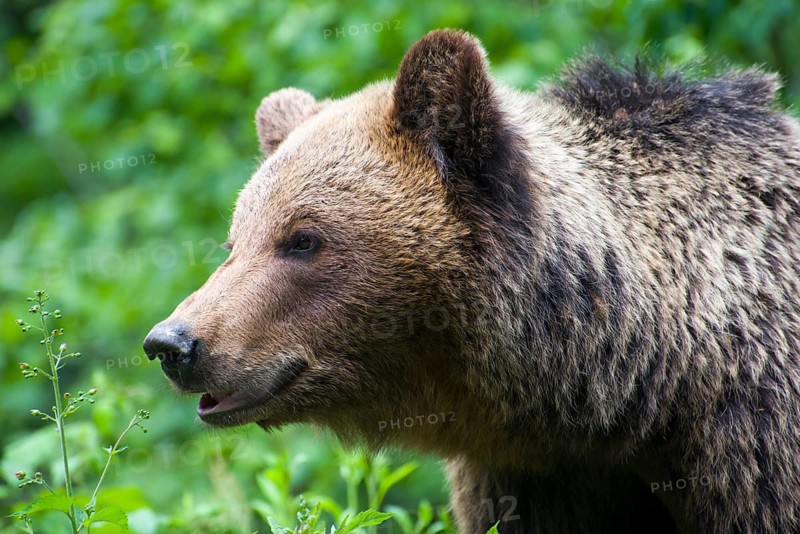 A brown bear in a green forest, looking curious and peaceful, European brown bear (Ursus arctos arctos), Transylvania, Carpathians, Romania