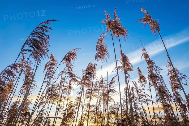 Reeds (Phragmites australis) against a blue sky in the winter evening sun