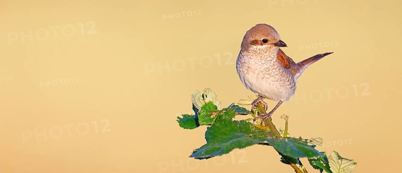 Red-backed shrike (Lanius collurio), Pie-griËche Ècorcheur, AlcaudÛn Dorsirrojo, Spider, spider, Hockenheim, Baden-W¸rttemberg, Germany