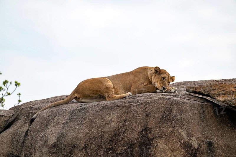 Lioness (Panthera leo) lying on a rock on a kopje, Serengeti National Park, Tanzania
