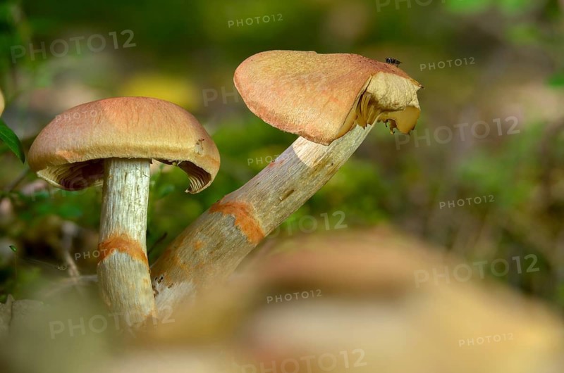 Cortinarius armillatus, decorated girdle foot, girdle foot, fungi, fungi, red-banded cortinarius