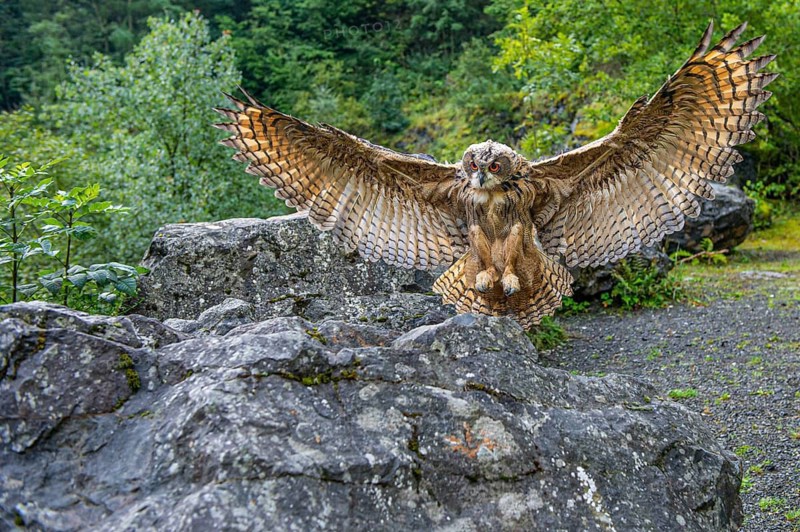 Eurasian Eagle-owl (bubo bubo) flying, Gerolstein, Rhineland-Palatinate, Germany