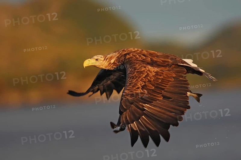 A white-tailed eagle is catching a fish off the Norwegian coast | White-tailed eagle (Haliaeetus albicilla) catches a fish