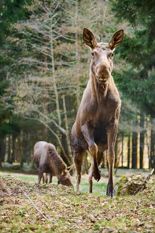 Elk (Alces alces) standing on a meadow on the edge of a forest, Bavaria, Germany