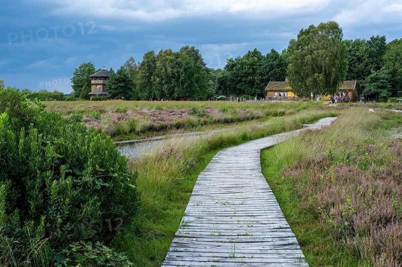 Blooming heath at Haus im Moor in Goldenstedter Moor in Oldenburger Münsterland, Goldenstedt, Lower Saxony, Germany