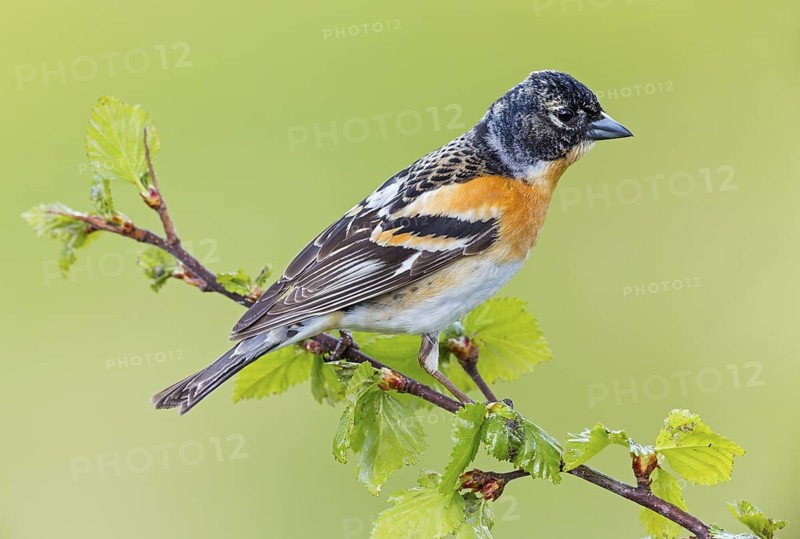 Mountain finch, Northern finch, finch family, (Fringilla montifringilla), animals, birds, songbirds, Varanger Bird Park, Finnmark, Norway