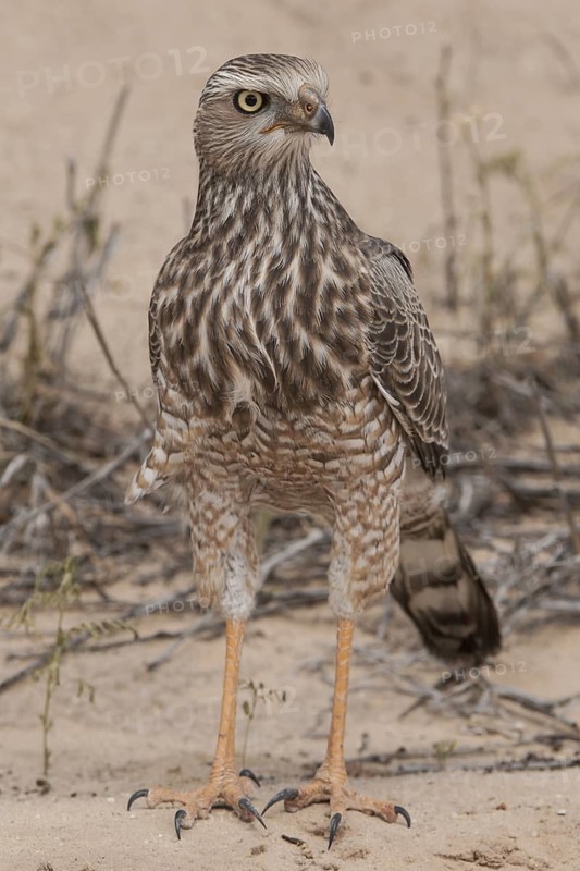 Pale Chanting Goshawk (Melierax canorus) juvenile, Northern Cape, South Africa