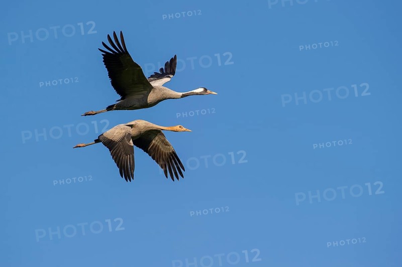 Flying cranes (Grus grus) in the sky, Groß Mohrdorf, Lower Saxony, Germany