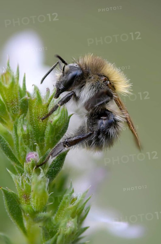 Field bumblebee, apidae, bees, Bombus pascuorum, drone, hymenoptera, common carder bee, high size, portrait format, bumblebee, insects, insects