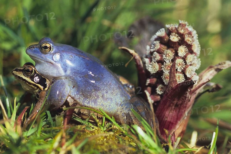 Moor Frog - mating - Koppula, Germany, Federal Republic of Germany