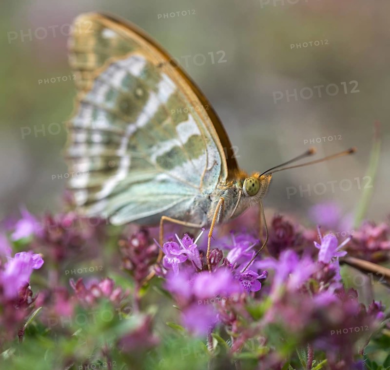 Argynnis Paphia, Kaisermantel, Silver-Washed Fritillary, Butterfly, Insects, Butterfly, Butterflies, Butterflies