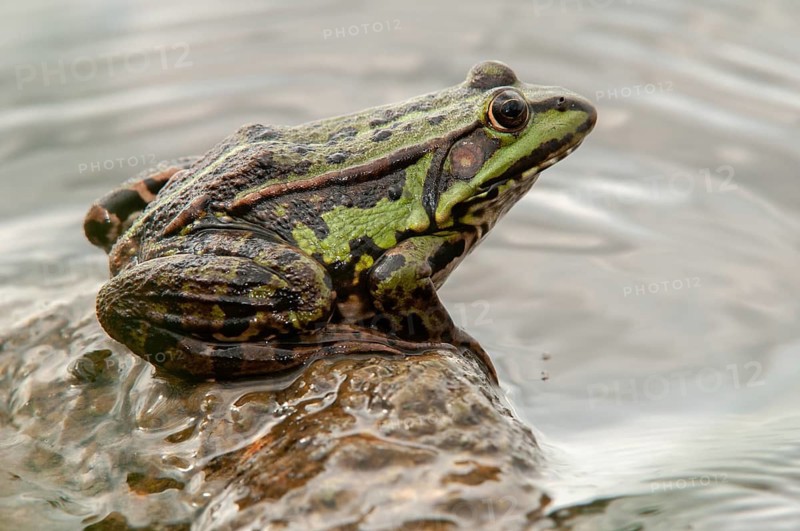 Marsh Frog, Pelophylax Ridibunda, Pelophylax Ridibundus, Rana Ridibunda, Sea Frog, Amphibian, Frog, Frog, Amphibian
