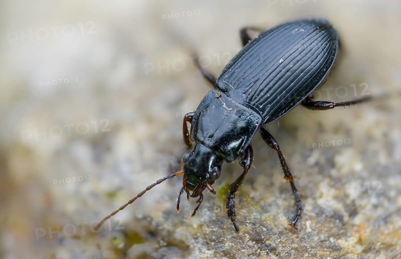 Brown-footed broad-necked beetle, Calathus fuscipes, large sandpiper, gyro beetle, coleoptera, insects, beetles