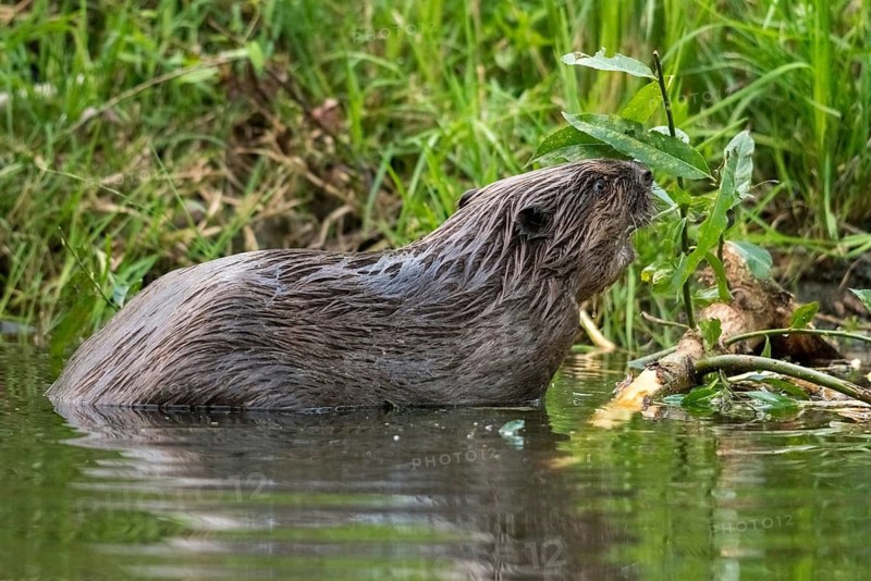 Beaver, castor fiber albicus, elbe beaver, Eurasian beaver, European beaver, rodents, rodentia, beaver, mammals, rodents, mammals