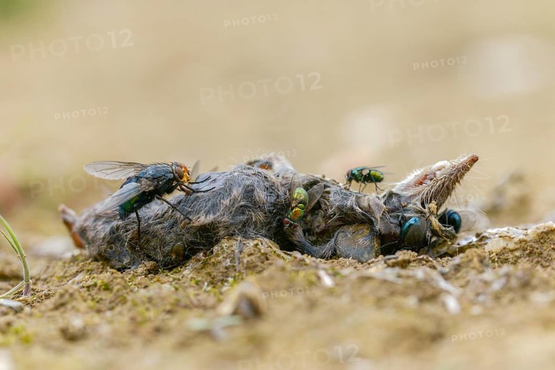 Calliphoridae, Calliphoridae spec., goldfly, Lucilia spec., blowfly spec., blowflies, blow-flies, bluebottles, carrion flies, cluster flies, diptera, greenbottles, insects, carcasses, shrews, dead, two-winged