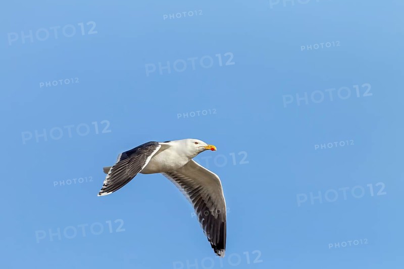 A great black-backed gull (Larus marinus) in breeding plumage on the German North Sea coast, aerial photograph, large gull, sky blue, February, Germany