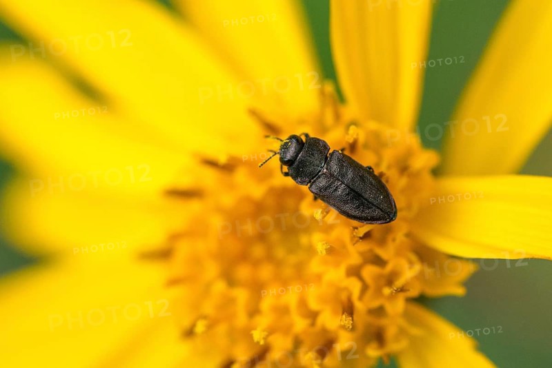 Anthaxia quadripunctata, buprestidae, pine beetle, metallic wood-boring beetle, magnificent beetle, four-spotted pine beetle, beetle, coleoptera, insects, beetles