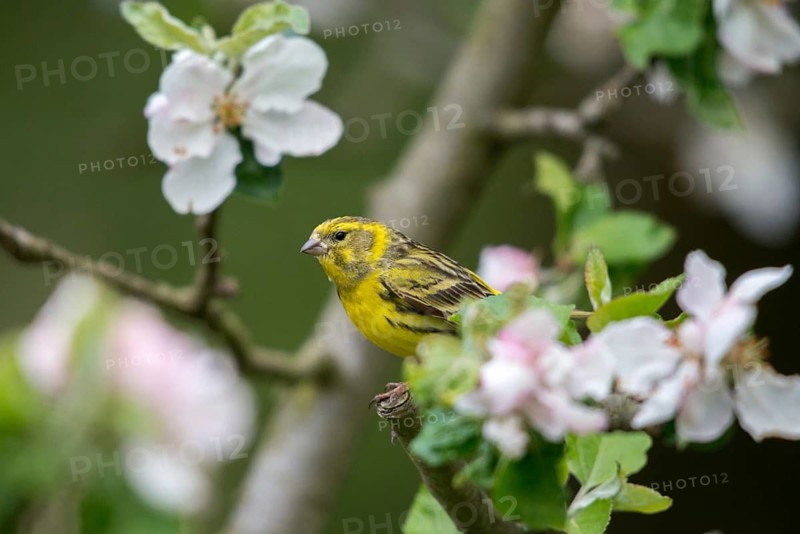 European Serin, serine, serinus serinus, birds, male, passeri, songbirds, birds