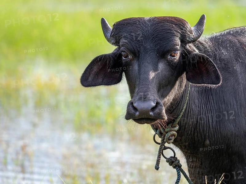 Water buffalo (Bubalus arnee) in the lake, Sri Lanka