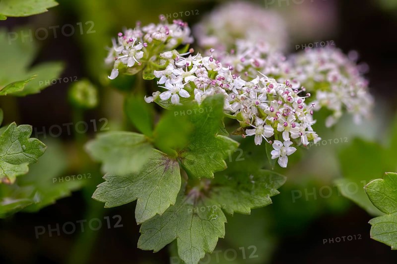 Apiaceae, apium repens, creeping marshwort, umbelliferous plant, helosciadium repens, creeping celery, creeping umbrella, flora, creeping slice, plants