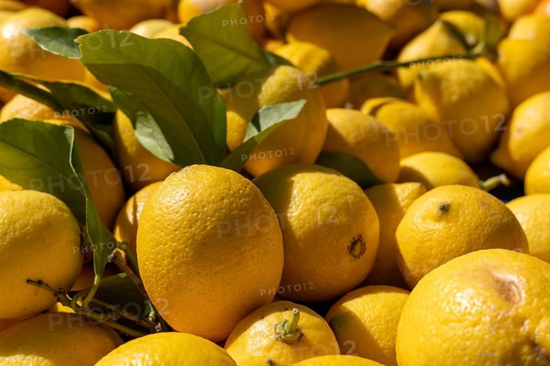 Close-up of yellow lemons with leaves in sunlight showing abundance and freshness