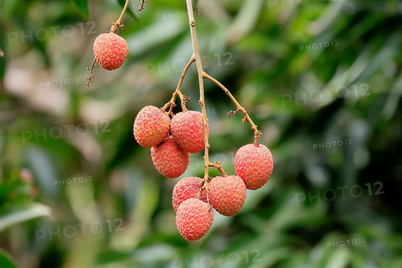 Lychee tree (Litchi chinensis), lychee tree, fruit, ripe, on the tree, Monzi, KwaZulu-Natal, South Africa