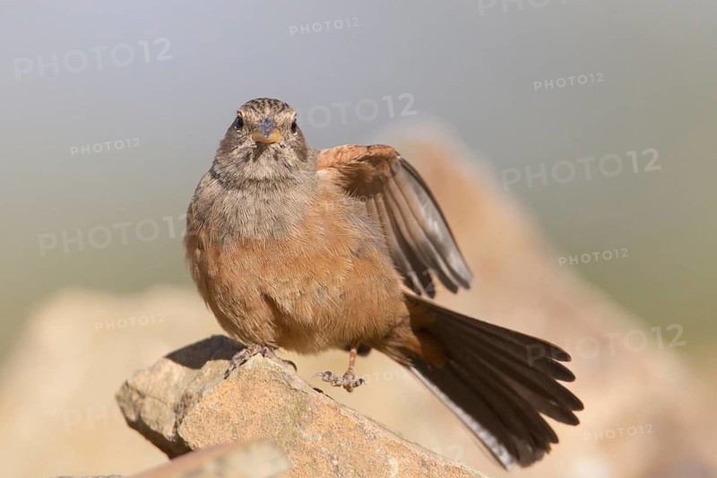 House Bunting (Emberiza sahari) female, Morocco