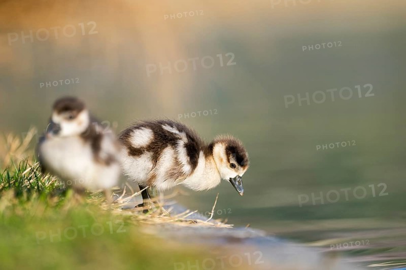Egyptian goose (Alopochen aegyptiaca) cute chicks on a meadow at the shore of a lake, Bavaria, Germany