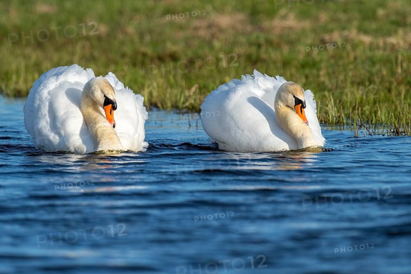 A mute swan (Cygnus olor) swimming, Dümmer, Lembruch, Lower Saxony, Germany