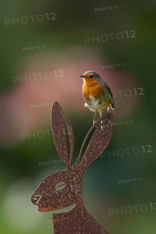 European robin (Erithacus rubecula) adult garden bird on a metal hare animal sculpture, England, United Kingdom