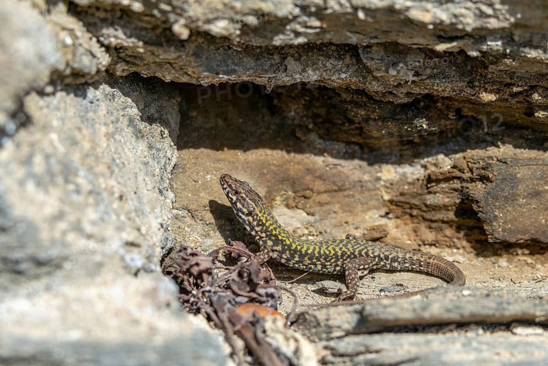 Common wall lizard, Podarcis muralis, reptiles, lizards, reptilia