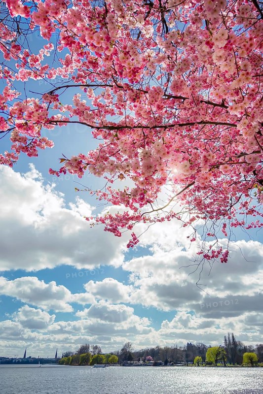 Pink cherry blossoms (sakura) in the sunlight by the Außenalster in Hamburg in April