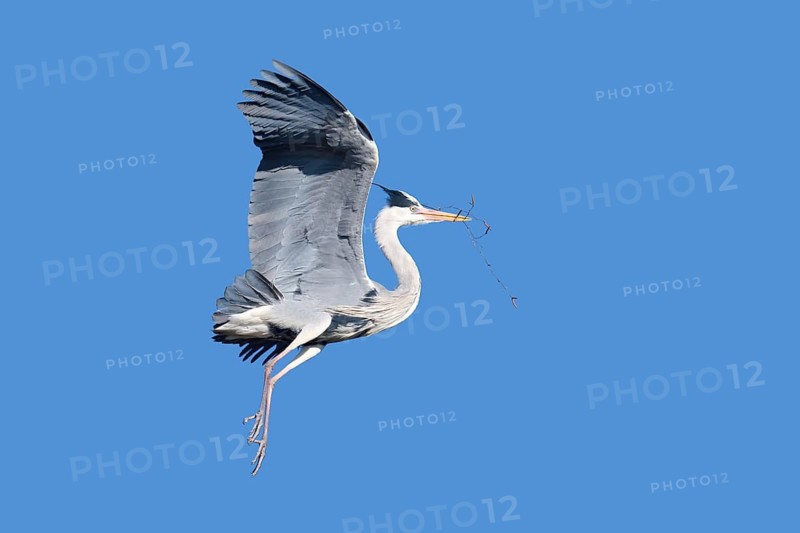 Grey heron (Ardea cinerea) in flight with nesting material in its beak, North Rhine-Westphalia, Germany