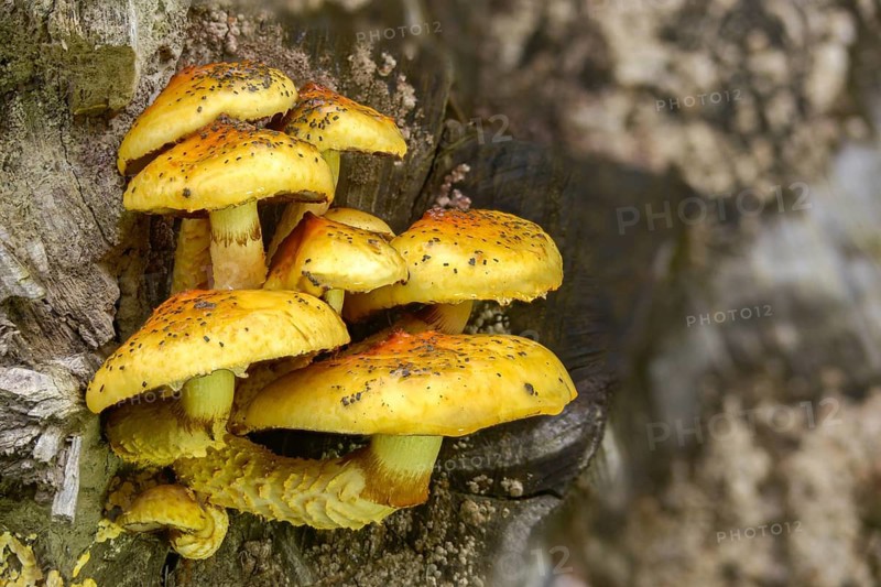 Cured slime, fat pholiota, goldskin cupping, pholiota adiposa, pholiota aurivella, pholiota cerifera, slimy beech scraping, slimy boosting, fungi, fungus, mushrooms