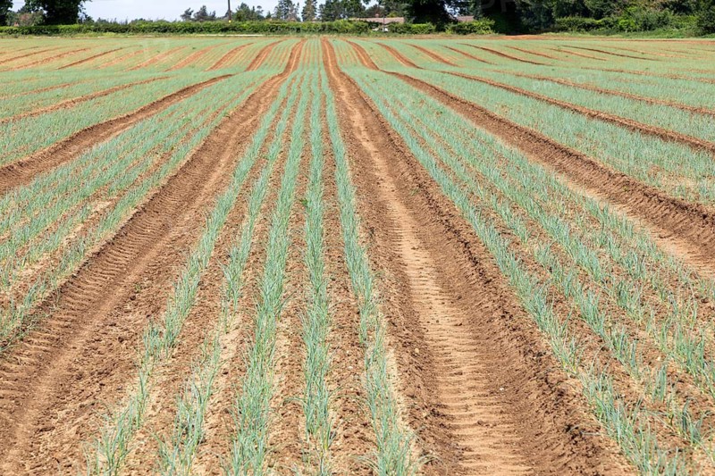 Lines of onion plant seedlings growing in field rows, Sutton, Suffolk, England, UK