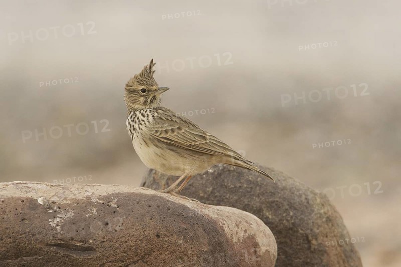 Thekla Lark (Galerida theklae), Morocco