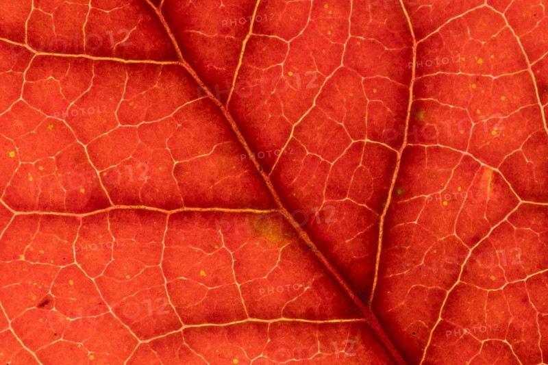 Blueberry (Vaccinium corymbosum) plant close up of an autumn colour leaf, England, United Kingdom