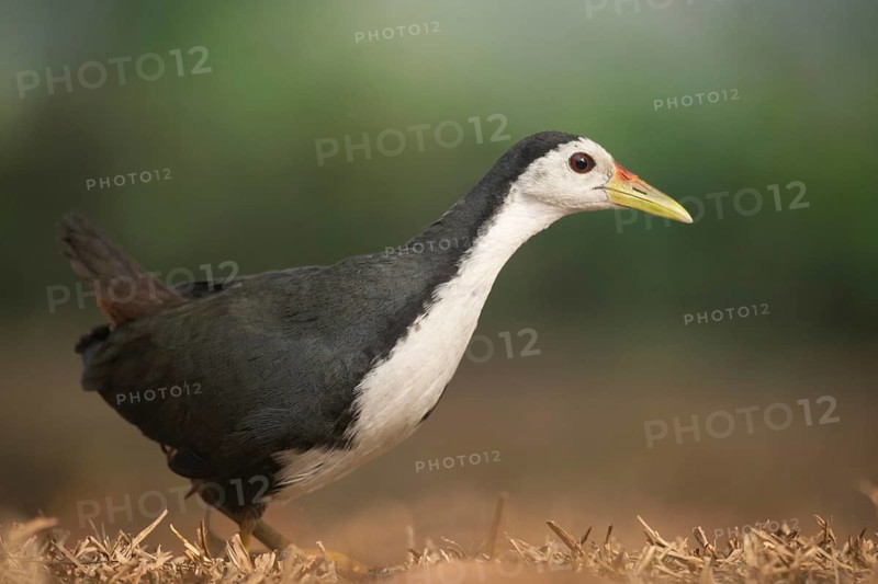 A white-breasted waterhen (Amaurornis phoenicurus), Sreepeur, Gazipur
