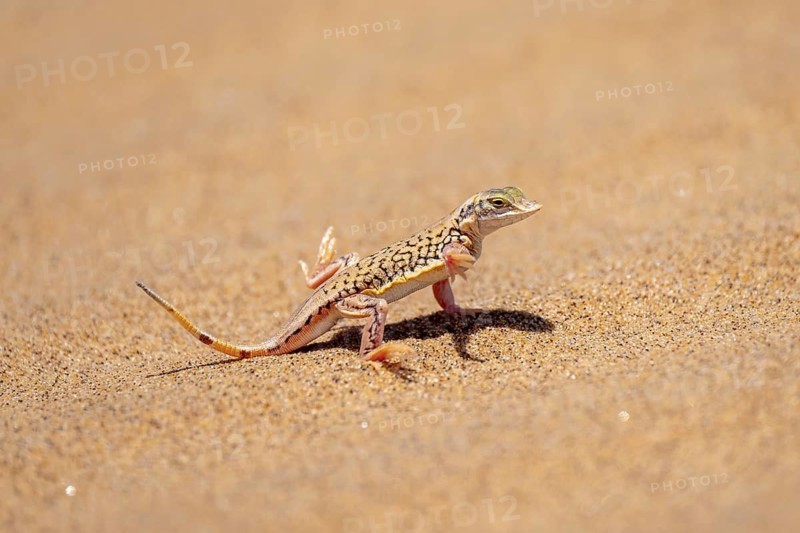 Shovel-nosed lizard (Meroles anchietae), in the sand, stretching its legs in the air to cool off, Namib Desert, Namib Naukluft Park, Namibia