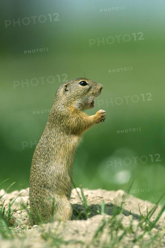 Ziesel/Citellus citellus/European Suslik, European Ground Squirrel, Pusta, Hungary, Plain Squirrel, Pusta, Hungary/ Hungary