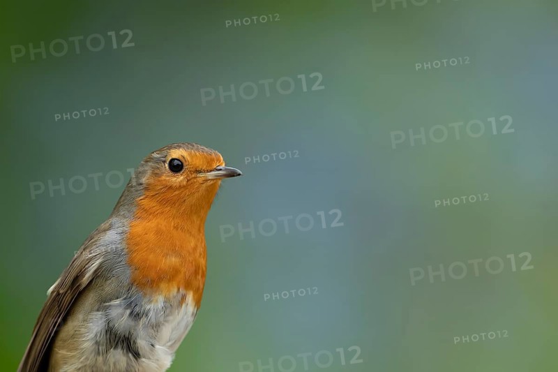 European robin (Erithacus rubecula) adult garden bird head portrait, England, United Kingdom