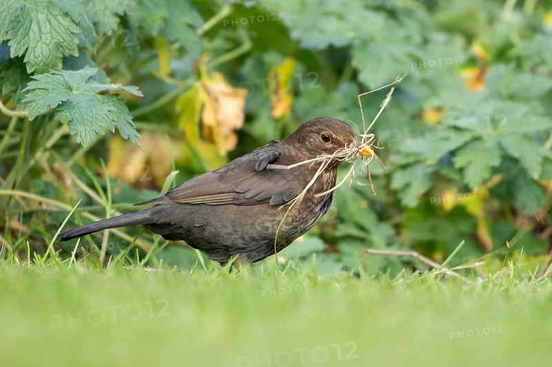 Eurasian blackbird (Turdus merula) adult female garden bird collecting nest material in spring, England, United Kingdom