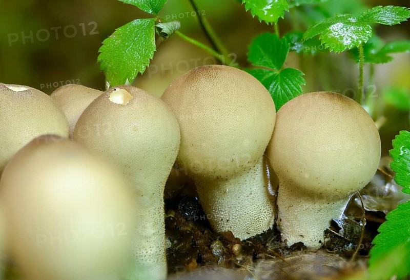 Apioperdone pyriforme, pear bovist, pear dusting, lycoperdone pyriforme, morganella pyriformis, fungi, fungus, pear-shaped puffball, mushrooms, stump puffball
