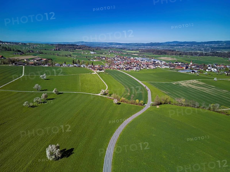 Blooming fruit trees behind the village, Auw, Freiamt, Canton Aargau, Switzerland