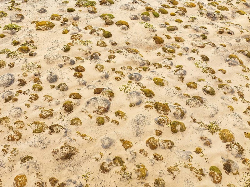 Sparse desert vegetation, mainly Salsola species. Aerial view. Drone shot. Namib Desert, Skeleton Coast, Namibia
