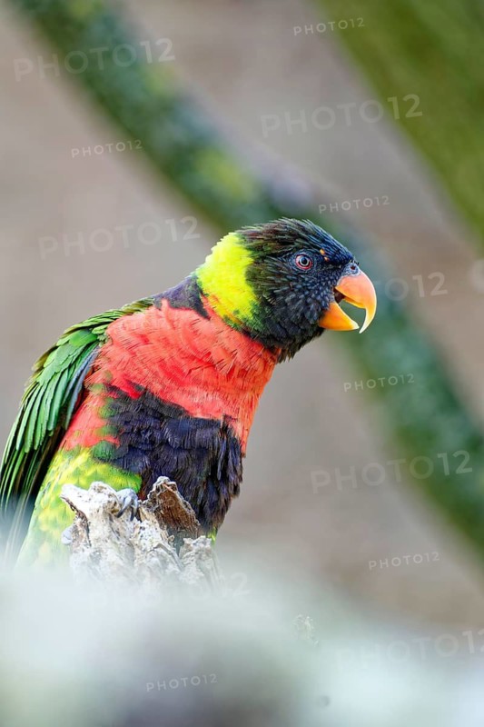Animal portrait, Forsten's lory (Trichoglossus forsteni), also known as the Bali lory, Old World parrot, bird, captive, found on Sumbawa, the Sunda Islands, Indonesia