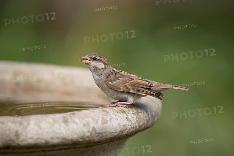 House sparrow (Passer domesticus) adult female bird drinking water from a garden bird bath in summer, England, United Kingdom