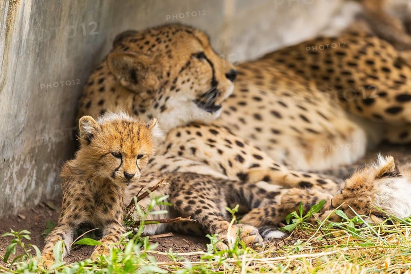 Cheetah (Acinonyx jubatus) mother with her youngster, captive, occurrence Africa